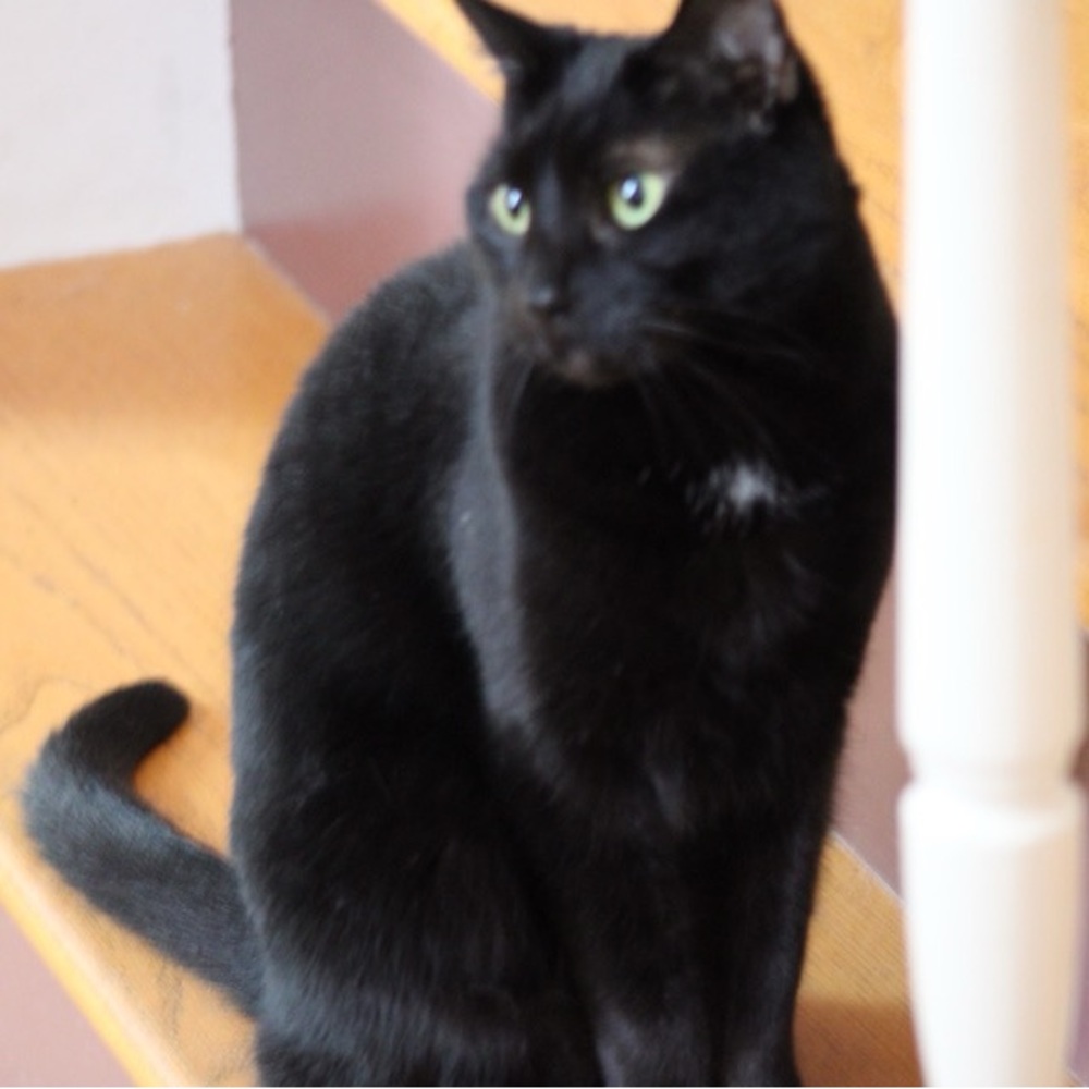 Show Flyer Please For Notification. - image 8